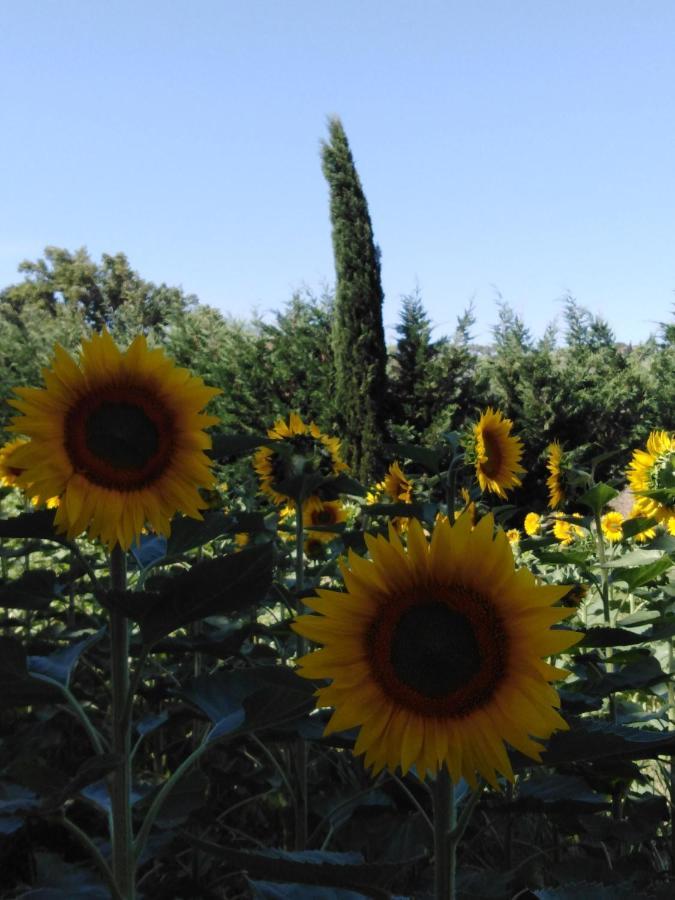 Villa Niccoli Castelfiorentino Dış mekan fotoğraf